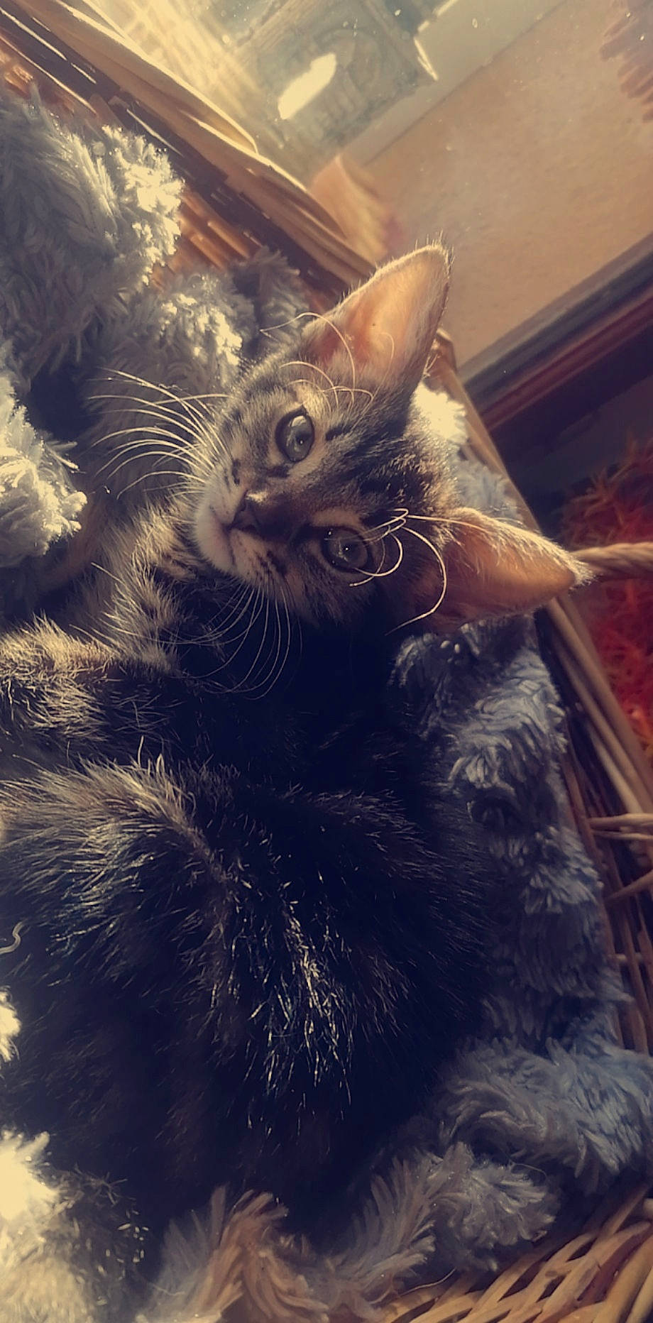 Rafale a rejoint le concours — aidez-le/la à gagner de superbes lots ! black_cat, carnivore, cat, christmas, christmas_ornament, claw, cloud, domestic_short_haired_cat, felidae, fur, iris, metal, paw, sky, small_to_medium_sized_cats, snout, tail, tree, whiskers, window