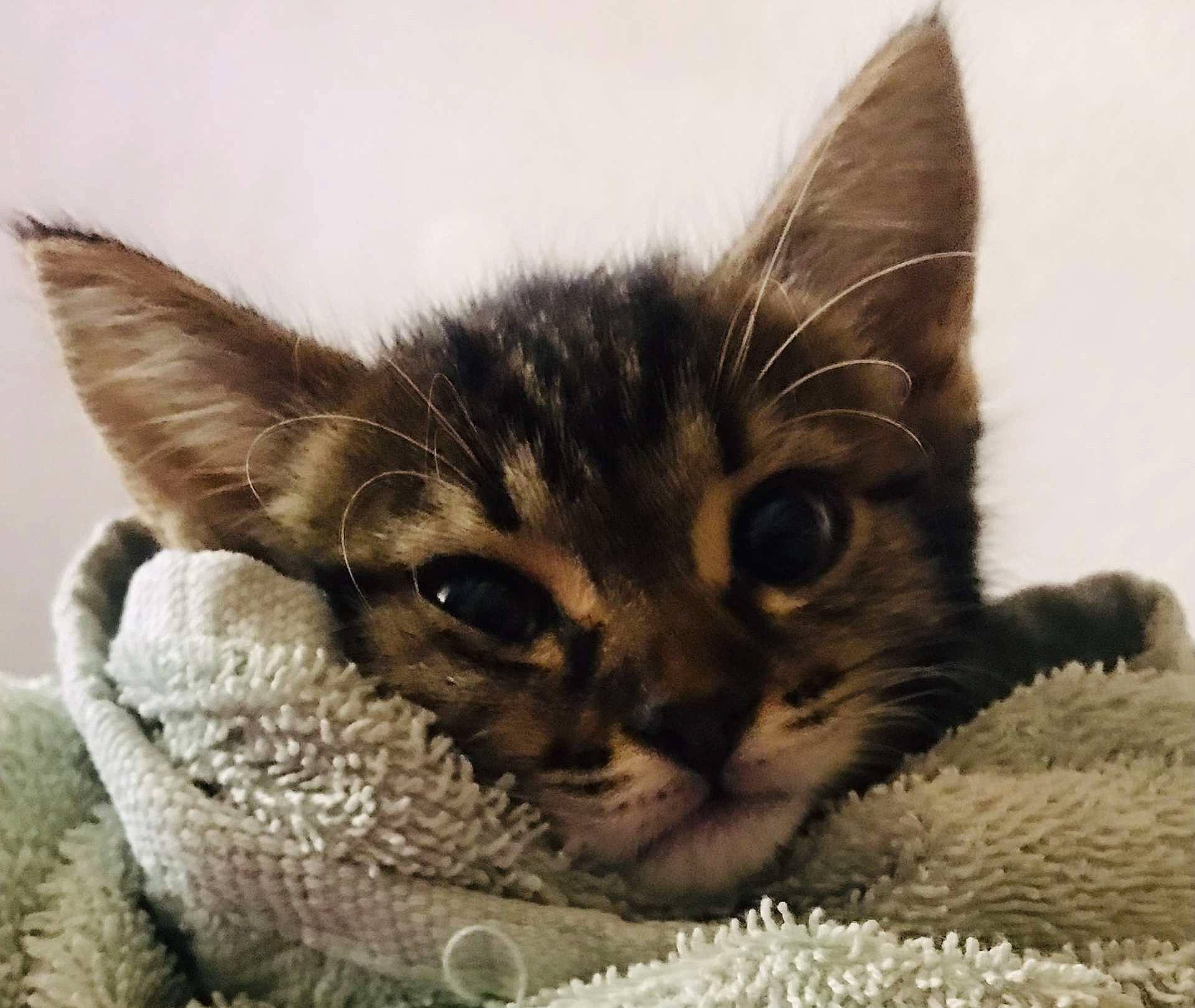 Rafale participe au concours pour gagner de l'argent avec cette photo : carnivore, cat, cat_bed, cat_supply, claw, close_up, comfort, domestic_short_haired_cat, ear, felidae, fur, paw, small_to_medium_sized_cats, snout, terrestrial_animal, whiskers, wildlife