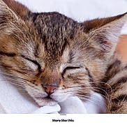 Lulu is registered to the contest to win money with this photo: kitten, cat, sleeping, close_up, tabby, fur, whiskers, pet, animal, cute, resting, domestic_cat, young, cozy, soft, face, ears, nostrils, closed_eyes, relaxation
