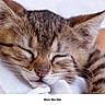 kitten, cat, sleeping, close_up, tabby, fur, whiskers, pet, animal, cute, resting, domestic_cat, young, cozy, soft, face, ears, nostrils, closed_eyes, relaxation