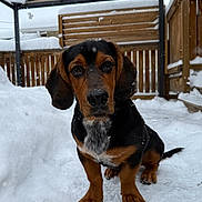 Sully is registered to the contest to win money with this photo: animal, background, black_and_brown, cold, cute, daylight, dog, ears, fence, fur, nose, outdoor, pet, puppy, sitting, snow, snowflakes, winter, wooden, young_dog