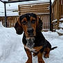 animal, background, black_and_brown, cold, cute, daylight, dog, ears, fence, fur, nose, outdoor, pet, puppy, sitting, snow, snowflakes, winter, wooden, young_dog