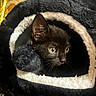 Salem joined the competition — help win amazing prizes! black_cat, kitten, pet, animal, cozy, cat_cave, plush, yellow_eyes, fur, whiskers, indoor, curious, soft_texture, warm_lighting, close_up, cute, resting, playful, small, feline