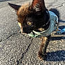 Salem joined the competition — help win amazing prizes! kitten, cat, black_cat, pet, harness, leash, outdoor, sunlight, pavement, curious, closeup, animal, young, walking, exploring, feline, whiskers, ears, shadow, daylight