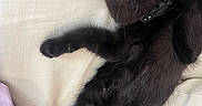 Salem joined the competition — help win amazing prizes! animal, bed, black_cat, closeup, collar, cozy, cute, domestic_cat, feline, fur, indoor, kitten, nap, paw, pet, relaxing, resting, sleeping, soft, whiskers