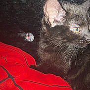 Salem is registered to the contest to win money with this photo: black_cat, kitten, yellow_eyes, red_blanket, spiderman_pattern, closeup, animal, pet, feline, whiskers, curious, dark_background, reflection, indoor, cute, young_cat, resting, portrait, animal_face, furry