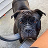 Zuri joined the competition — help win amazing prizes! dog, black_dog, pet, animal, outdoor, concrete, patio, chair, armrest, house_siding, closeup, looking_up, curious, canine, fur, ears, snout, brown_eyes, daylight, person_leg