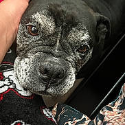 Zuri joined the competition — help win amazing prizes! dog, senior_dog, pet, close_up, hand, face, fur, brown_eyes, black_fur, grey_fur, nostrils, blanket, heart_pattern, fabric, patterned_clothing, indoor, cozy, affection, animal, companion