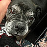 dog, senior_dog, pet, close_up, hand, face, fur, brown_eyes, black_fur, grey_fur, nostrils, blanket, heart_pattern, fabric, patterned_clothing, indoor, cozy, affection, animal, companion