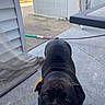 Zuri is registered to the contest to win money with this photo: dog, black_dog, outdoor, concrete, patio, house, curious, animal, pet, sidewalk, wall, daylight, leash, ear, face, head, fur, looking_up, background, building