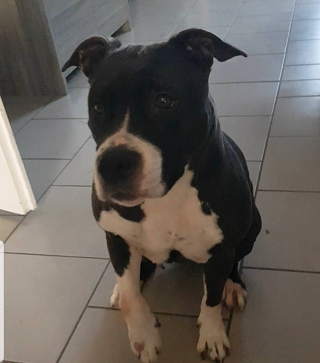 Horka participe au concours pour gagner de l'argent avec cette photo : american_bulldog, american_pit_bull_terrier, american_staffordshire_terrier, canidae, carnivore, dog, dog_breed, fawn, mammal, non_sporting_group, nose, pit_bull, rare_breed_dog, snout, sporting_group, staffordshire_bull_terrier, terrier, vertebrate