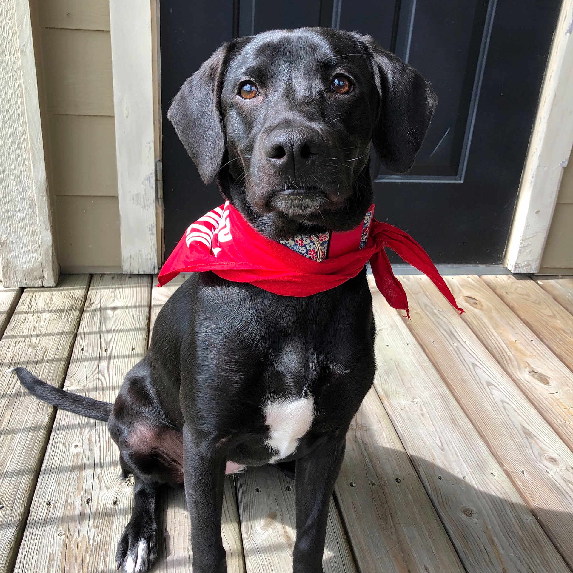 Magnolia joined the competition — help win amazing prizes! beagador, blue_lacy, borador, canidae, carnivore, companion_dog, dog, dog_breed, dog_collar, eurohound, hunting_dog, labrador_retriever, mammal, patterdale_terrier, pointing_breed, puppy, rare_breed_dog, snout, sporting_group, vertebrate