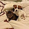 cat, dog, puppy, tabby_cat, blanket, bed, snuggling, cute, pets, animal, domestic_animal, fur, whiskers, ears, nose, indoor, relaxing, friendship, companion, cozy
