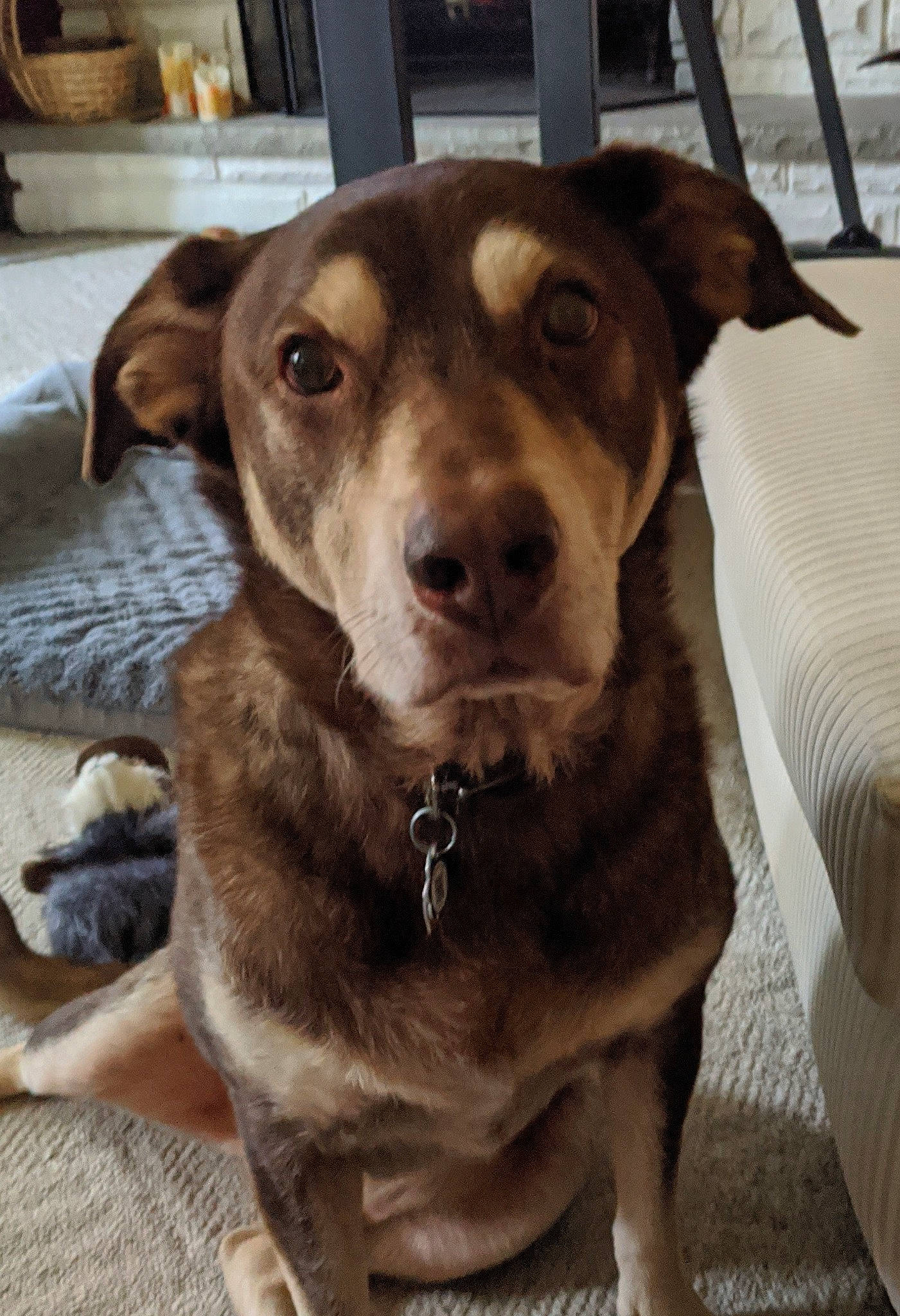 Jazzy joined the competition — help win amazing prizes! canidae, carnivore, chair, collar, companion_dog, dog, dog_breed, dog_collar, fawn, firefighter, fur, guard_dog, leash, liver, pet_supply, snout, sporting_group, whiskers, wood, working_animal