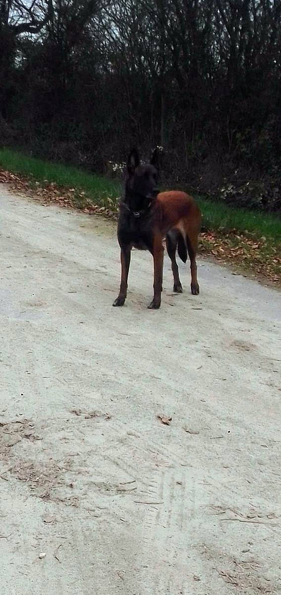 Lina participe au concours pour gagner de l'argent avec cette photo : asphalt, canidae, carnivore, companion_dog, dog, dog_breed, fawn, grass, hunting_dog, liver, plant, road, road_surface, snout, soil, sporting_group, street_dog, tail, terrestrial_animal, working_animal
