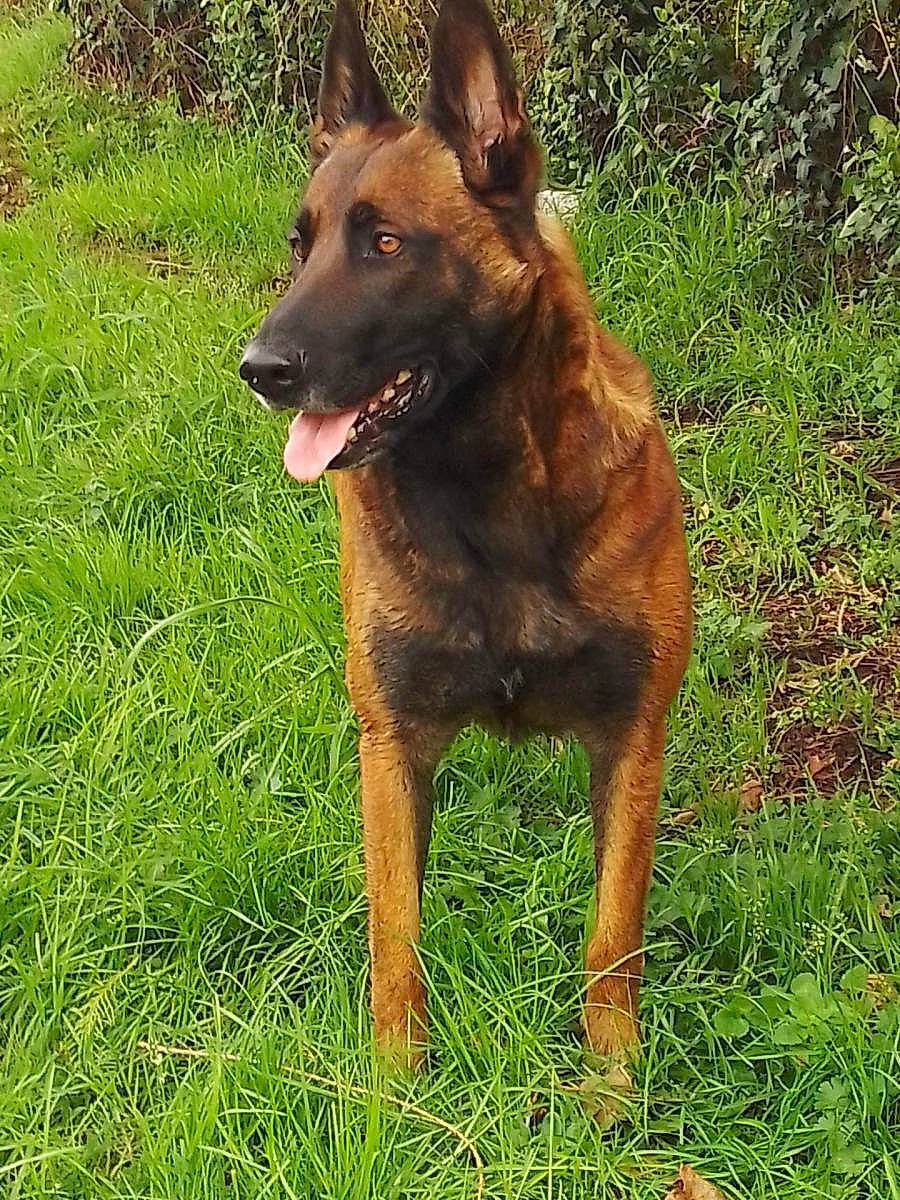 Lina a rejoint le concours — aidez-le/la à gagner de superbes lots ! canidae, carnivore, companion_dog, dog, dog_breed, fawn, grass, herding_dog, hunting_dog, liver, plant, snout, sporting_group, terrestrial_animal, working_animal, working_dog