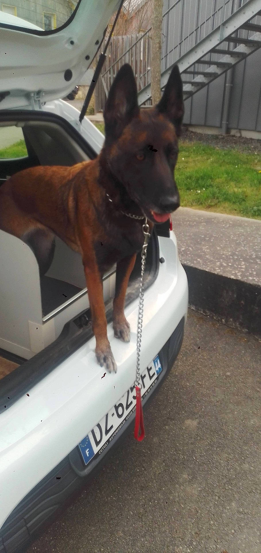 Lina participe au concours pour gagner de l'argent avec cette photo : automotive_exterior, bumper, car, carnivore, collar, companion_dog, dog, dog_breed, door, fender, german_shepherd_dog, herding_dog, hood, motor_vehicle, snout, tire, vehicle, vehicle_door, window, working_animal