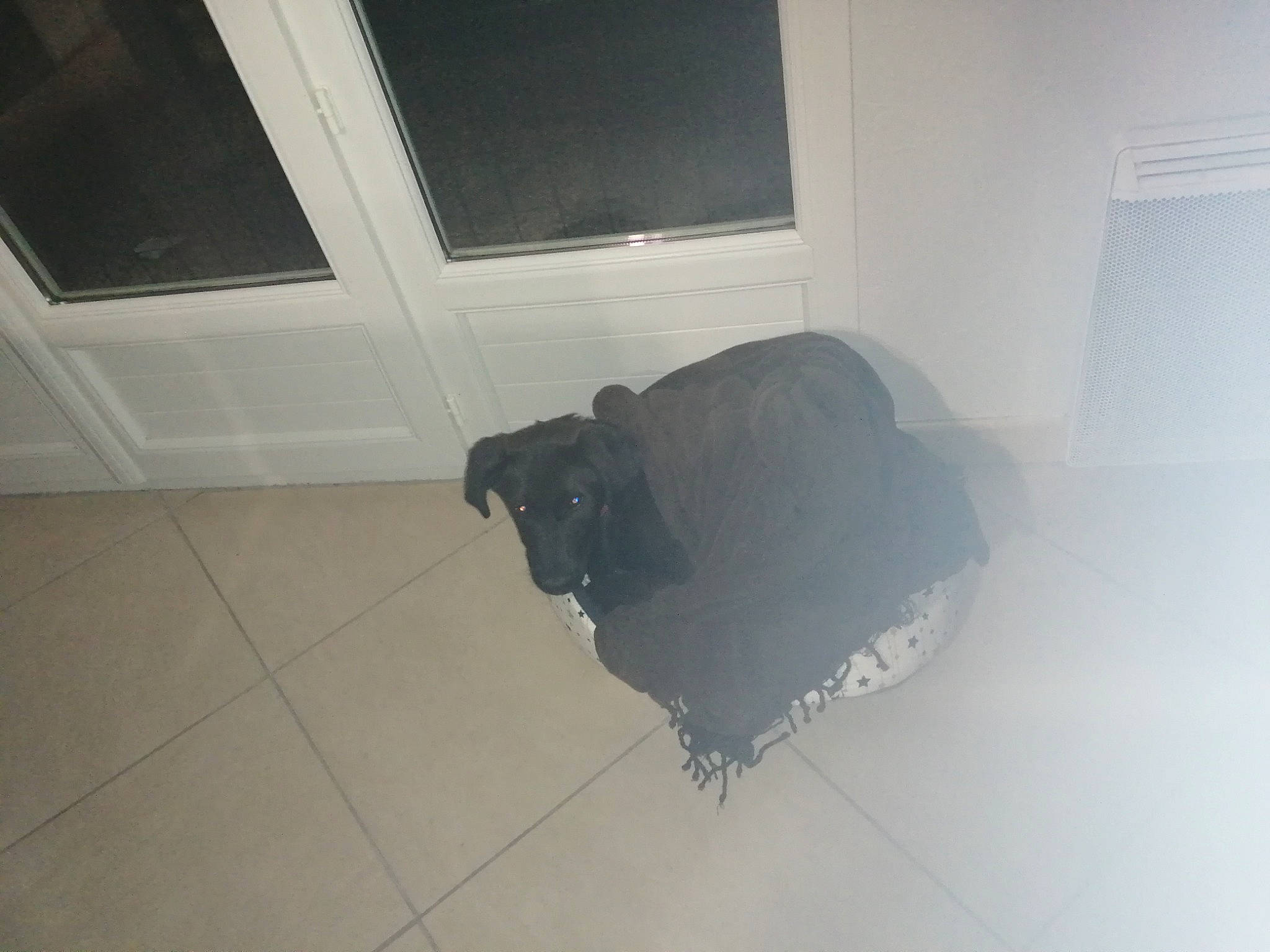 Raoul a rejoint le concours — aidez-le/la à gagner de superbes lots ! canidae, carnivore, companion_dog, dog, dog_breed, floor, flooring, snout, sporting_group, tile, tile_flooring, working_animal, working_dog