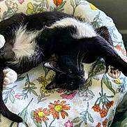 Thomas joined the competition — help win amazing prizes! cat, black_and_white, pet, animal, feline, paw, stretching, blanket, floral_pattern, cozy, relaxed, indoor, fur, whiskers, cute, resting, soft, comfort, sleepy, closeup