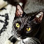 Thomas joined the competition — help win amazing prizes! cat, black_and_white, yellow_eyes, close_up, whiskers, curious, pet, animal, indoor, feline, portrait, soft_light, focused, fur, face, domestic_cat, looking_up, cute, eyes