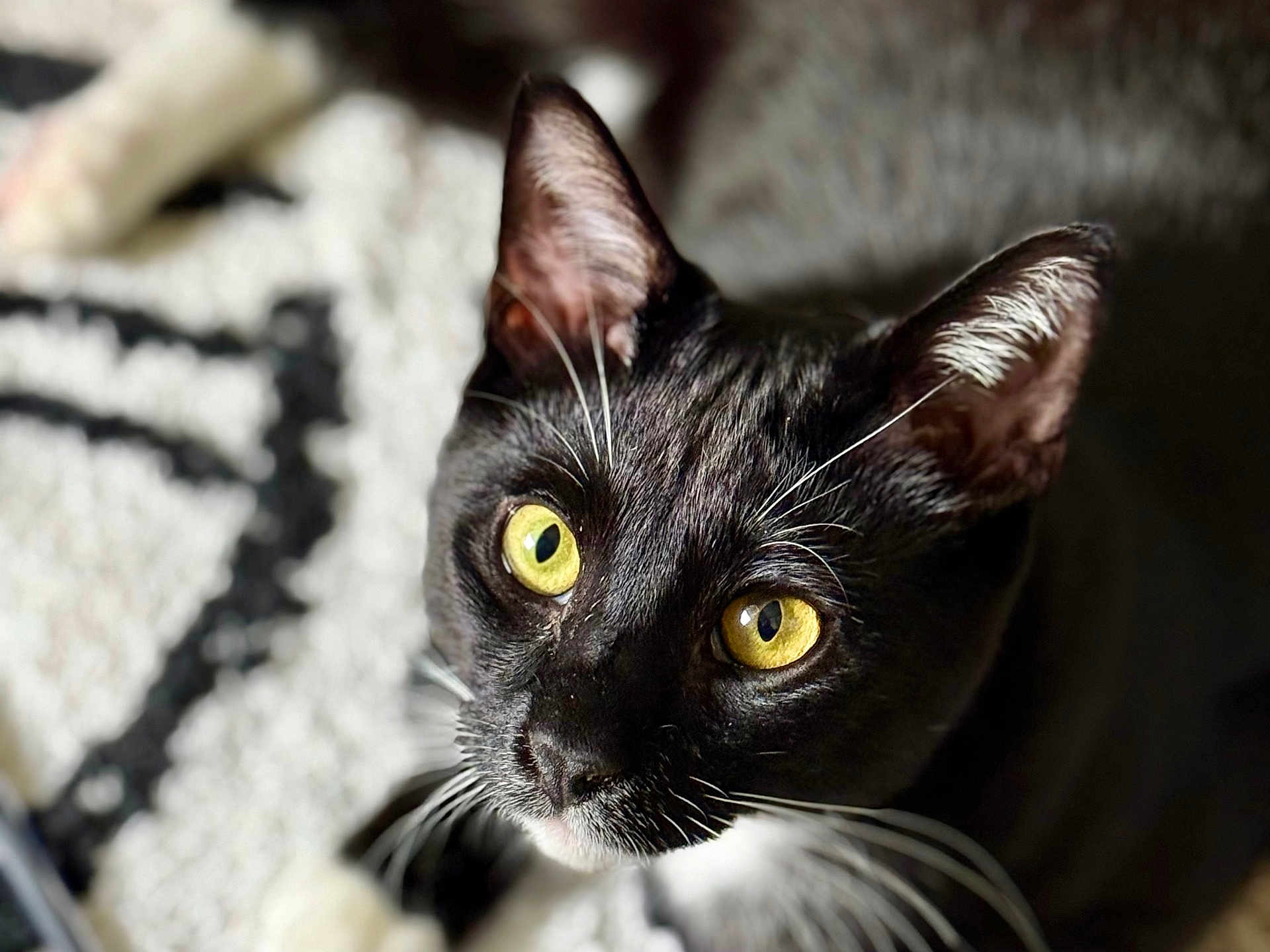 Thomas joined the competition — help win amazing prizes! cat, black_and_white, yellow_eyes, close_up, whiskers, curious, pet, animal, indoor, feline, portrait, soft_light, focused, fur, face, domestic_cat, looking_up, cute, eyes