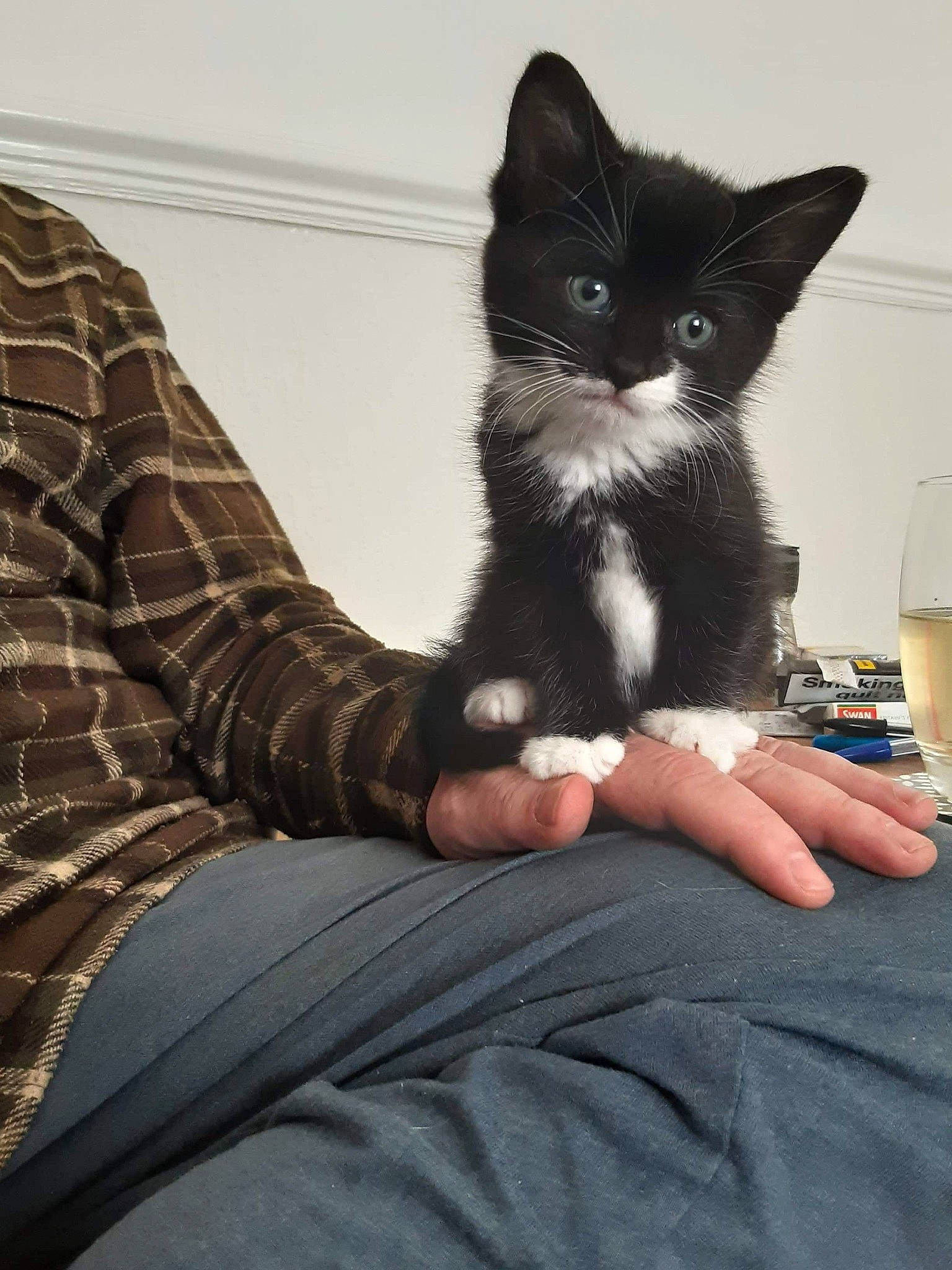 Claude joined the competition — help win amazing prizes! black_cat, carnivore, cat, comfort, domestic_short_haired_cat, felidae, foot, fur, gesture, grey, hand, human_leg, lap, sleeve, small_to_medium_sized_cats, snout, tableware, tail, thigh, whiskers