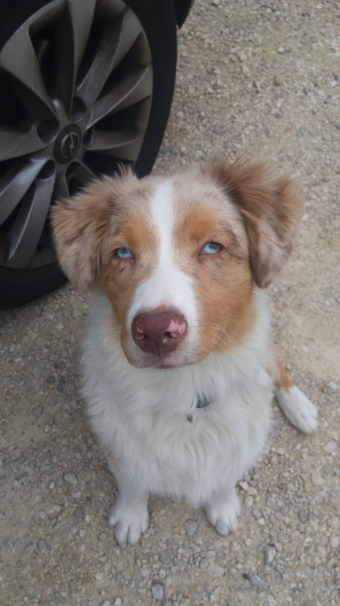 Pearly a rejoint le concours — aidez-le/la à gagner de superbes lots ! australian_collie, australian_shepherd, basque_shepherd_dog, border_collie, brittany, canidae, carnivore, companion_dog, dog, dog_breed, fawn, kooikerhondje, mammal, miniature_australian_shepherd, nova_scotia_duck_tolling_retriever, puppy, rare_breed_dog, sporting_group, vertebrate, working_dog