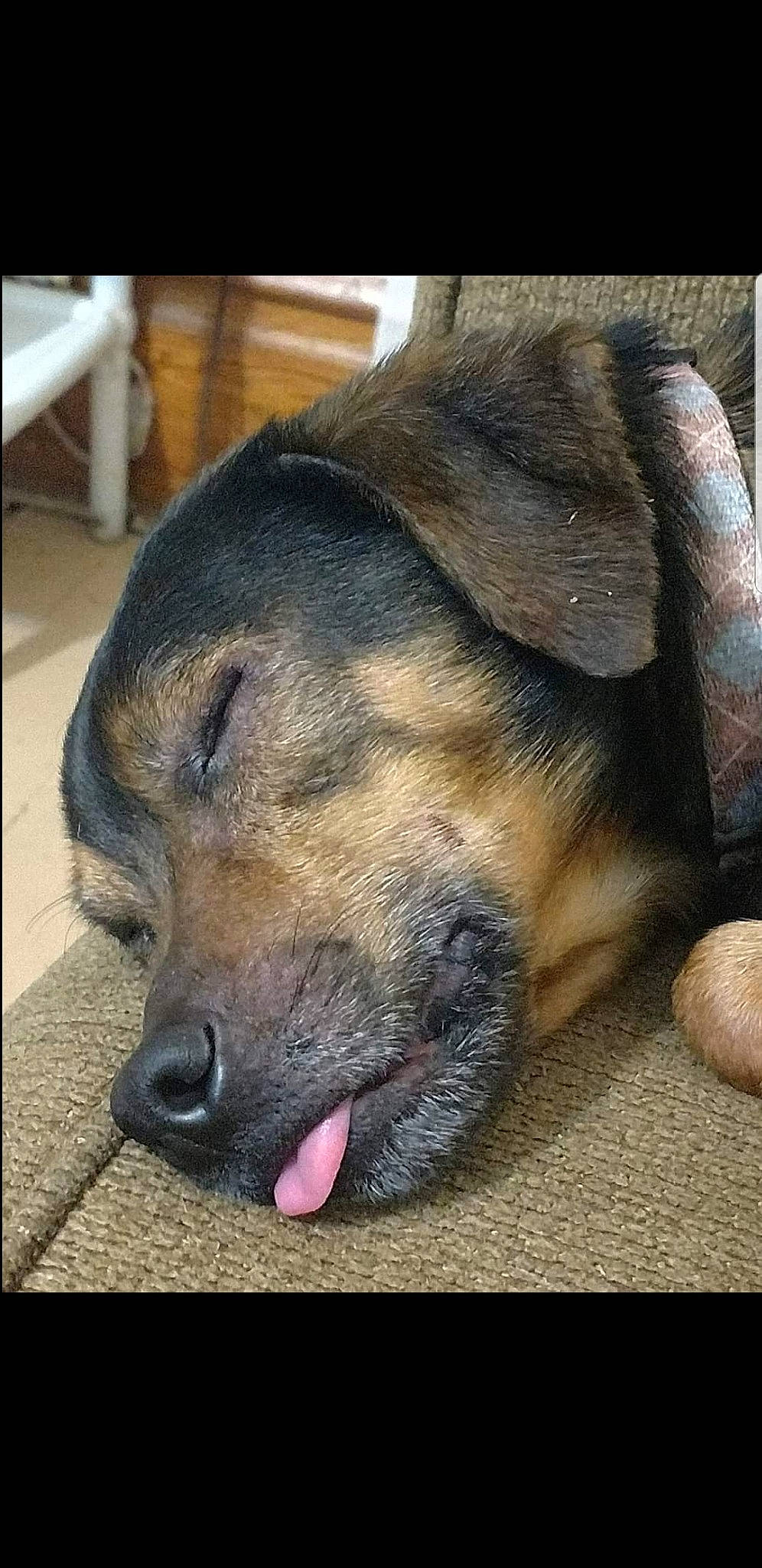 Rusty joined the competition — help win amazing prizes! canidae, carnivore, companion_dog, dog, dog_breed, eye, fawn, foot, fur, giant_dog_breed, guard_dog, nap, paw, rectangle, sleep, smile, sporting_group, terrestrial_animal, whiskers, working_dog