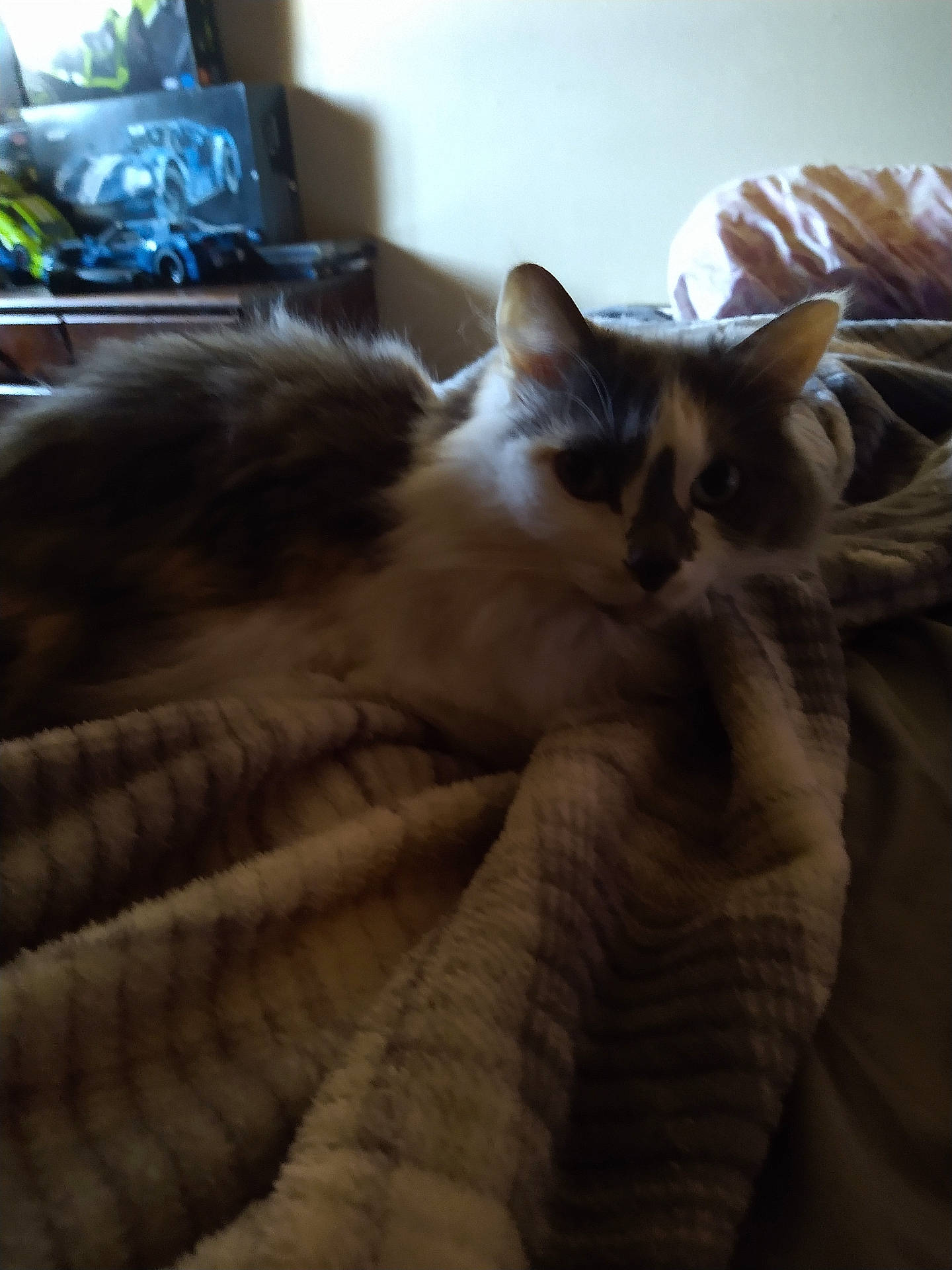 Princess is registered to the contest to win money with this photo: abyssinian, animal, blanket, cat, computer, computerhardware, couch, electronics, furniture, hardware, kitten, laptop, manx, monitor, pc, pet, quilt, screen, siamese, wood