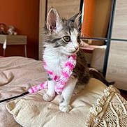 Blue a rejoint le concours — aidez-le/la à gagner de superbes lots ! cat, kitten, fluffy, long_hair, gray_and_white, pink_boa, pet, animal, sitting, indoors, bed, pillows, blanket, mirror, home, bedroom, whiskers, green_eyes, portrait, cozy