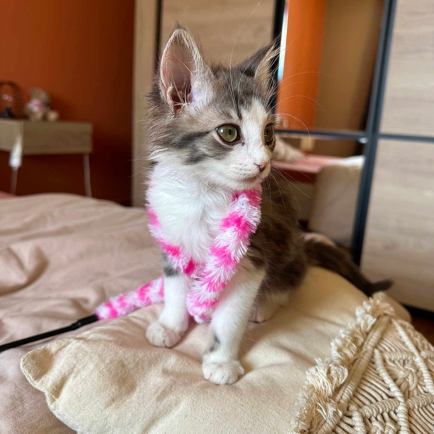 Blue a rejoint le concours — aidez-le/la à gagner de superbes lots ! cat, kitten, fluffy, long_hair, gray_and_white, pink_boa, pet, animal, sitting, indoors, bed, pillows, blanket, mirror, home, bedroom, whiskers, green_eyes, portrait, cozy