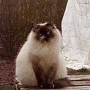 Nala participe au concours pour gagner de l'argent avec cette photo : animal, backyard, blue_eyes, brown, calm, cat, domestic_cat, feline, fluffy, fur, natural_light, nature, outdoor, pet, quiet, shrubbery, sitting, still_life, white_tarp, wooden_pallet