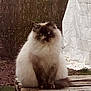 animal, backyard, blue_eyes, brown, calm, cat, domestic_cat, feline, fluffy, fur, natural_light, nature, outdoor, pet, quiet, shrubbery, sitting, still_life, white_tarp, wooden_pallet