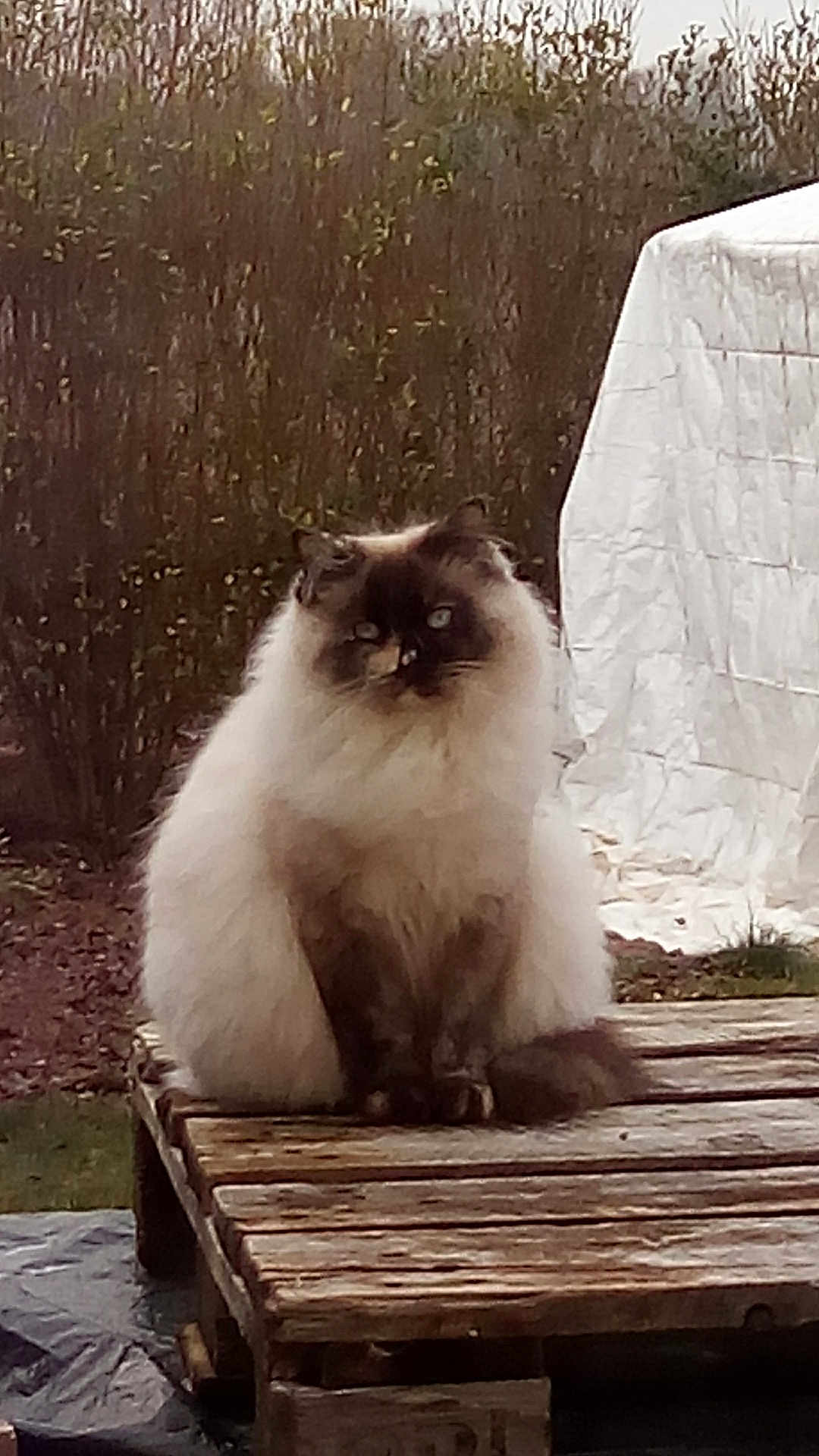 Nala