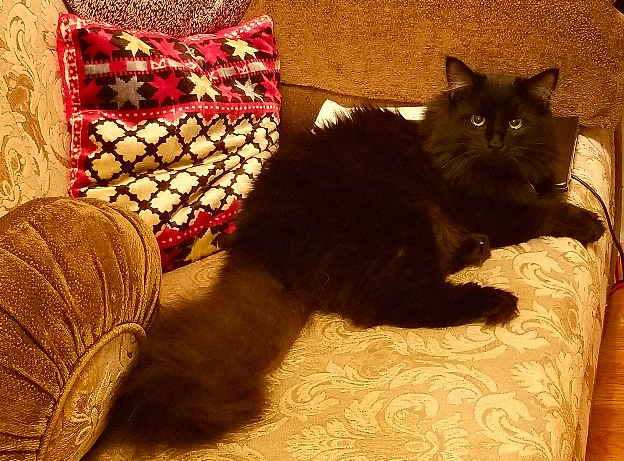 Timka joined the competition — help win amazing prizes! art, bag, black_cat, carnivore, cat, comfort, domestic_short_haired_cat, fawn, felidae, fur, linens, pattern, pillow, small_to_medium_sized_cats, tail, textile, throw_pillow, tints_and_shades, whiskers, wood