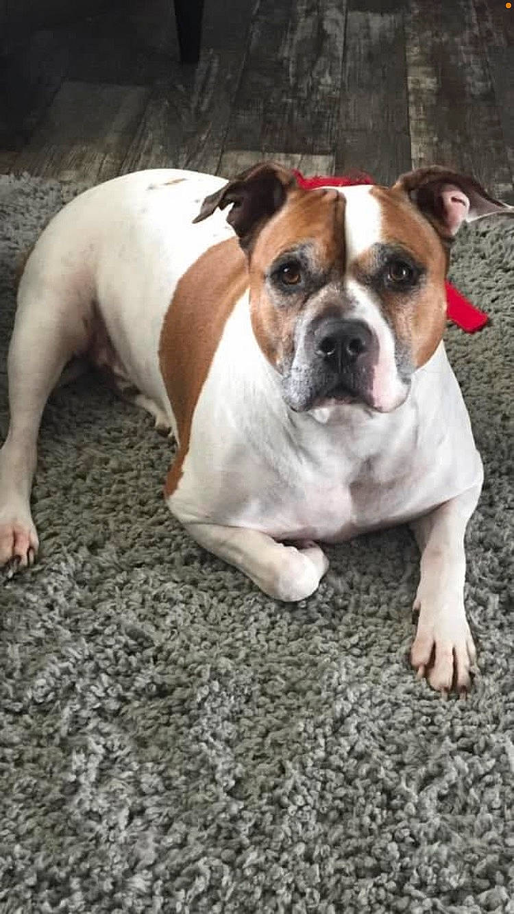 Boston is registered to the contest to win money with this photo: bored, bulldog, canidae, carnivore, companion_dog, dog, dog_breed, dog_collar, fawn, grass, molosser, non_sporting_group, plant, snout, sporting_group, terrestrial_animal, whiskers, working_animal, working_dog, wrinkle