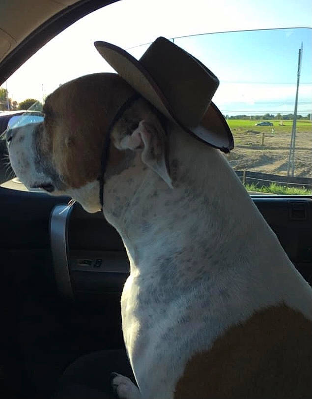 Boston is registered to the contest to win money with this photo: automotive_exterior, automotive_mirror, carnivore, companion_dog, cowboy_hat, dog, fawn, fedora, hat, headgear, motor_vehicle, plant, rear_view_mirror, sky, snout, steering_wheel, sun_hat, tints_and_shades, vehicle_door, working_animal