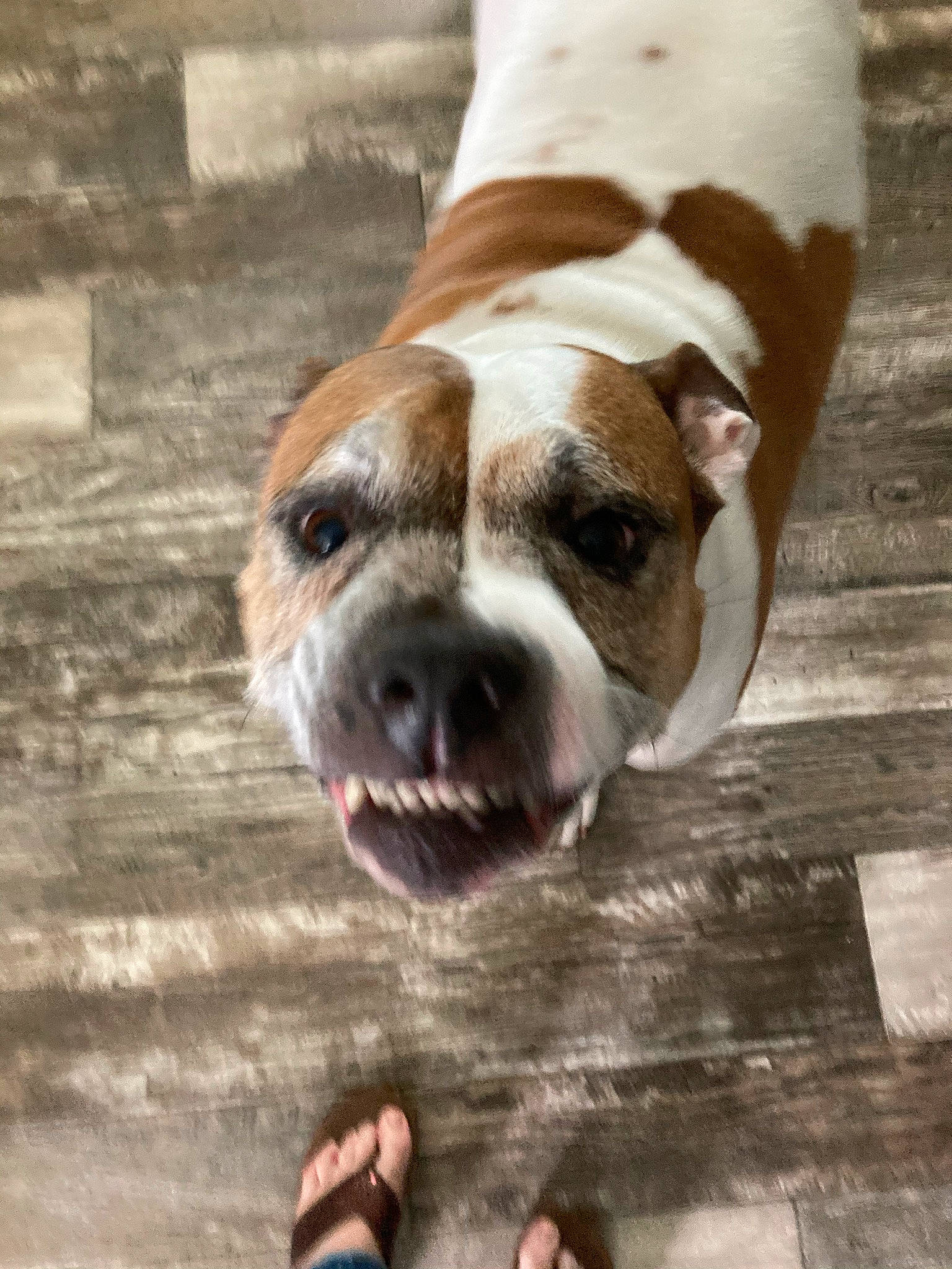 Boston is registered to the contest to win money with this photo: barefoot, bulldog, canidae, carnivore, collar, companion_dog, dog, dog_breed, dog_collar, fawn, flooring, foot, snout, sporting_group, terrestrial_animal, whiskers, white, wood, working_animal, wrinkle