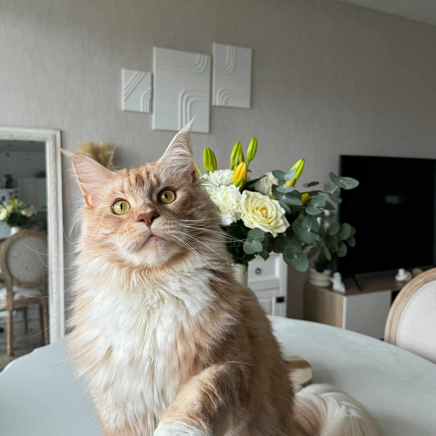 Berlìoz participe au concours pour gagner de l'argent avec cette photo : animal, architecture, building, cat, computerhardware, electronics, flower, flowerarrangement, flowerbouquet, furniture, hardware, indoors, interiordesign, livingroom, monitor, pet, plant, pottedplant, screen, tv
