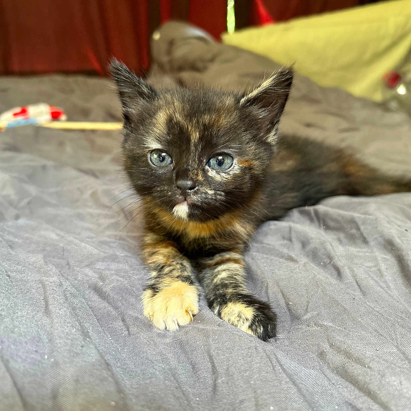 Luna participe au concours pour gagner de l'argent avec cette photo : animal, bed, blue_eyes, cat, curious, cute, feline, fluffy, fur, gray_bedspread, indoor, kitten, paws, pet, relaxing, small, soft_light, tortoiseshell, whiskers, young