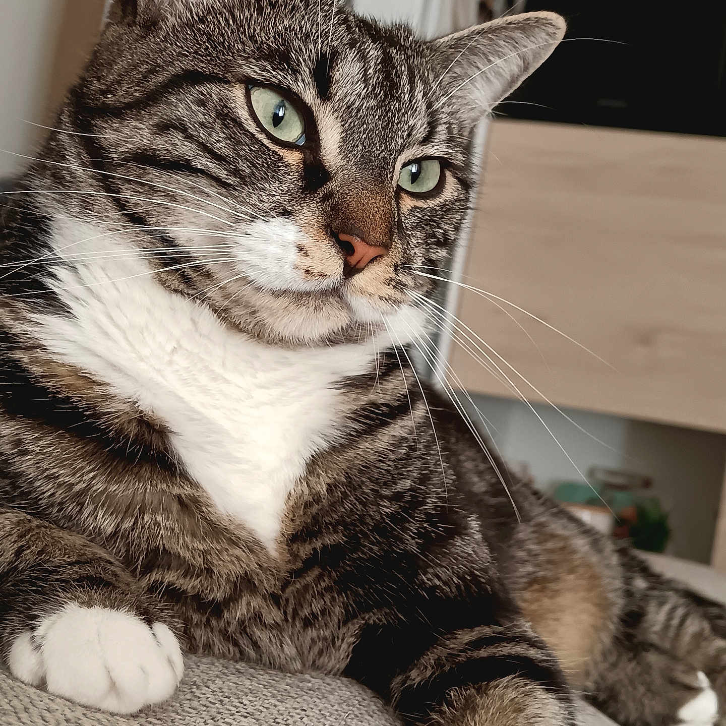 Nala a rejoint le concours — aidez-le/la à gagner de superbes lots ! abyssinian, animal, architecture, armchair, bookcase, building, cat, chair, couch, furniture, hardwood, indoors, kitten, livingroom, manx, pet, room, shelf, siamese, wood