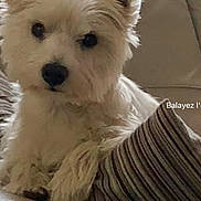 Nala participe au concours pour gagner de l'argent avec cette photo : dog, west_highland_terrier, white_dog, pet, indoor, couch, pillow, leather_furniture, curious, ears_up, small_dog, animal, companion, relaxed, home, domestic, sitting, furry, cute, portrait