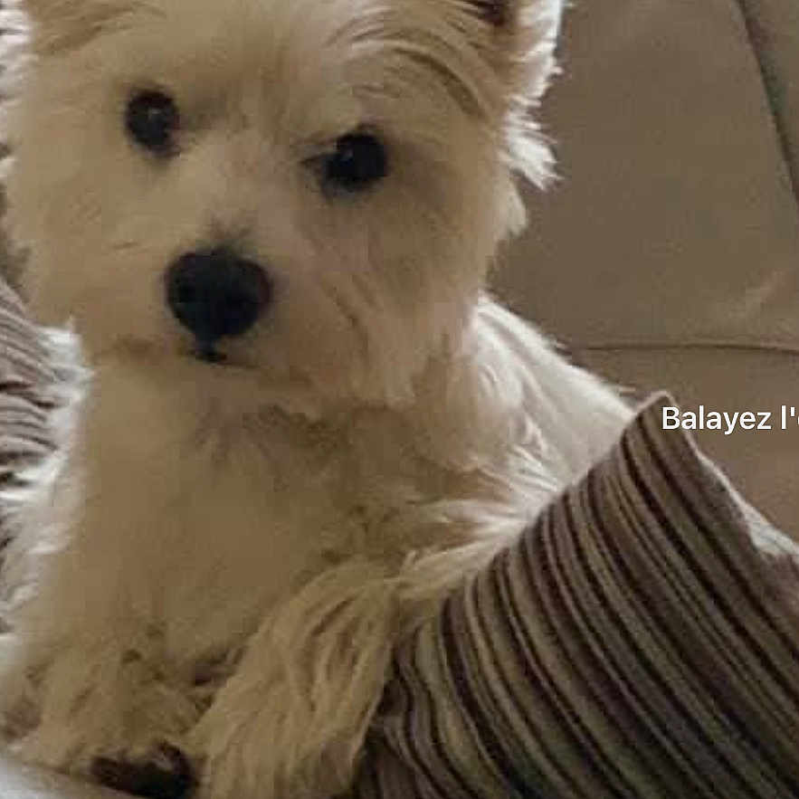 Nala participe au concours pour gagner de l'argent avec cette photo : dog, west_highland_terrier, white_dog, pet, indoor, couch, pillow, leather_furniture, curious, ears_up, small_dog, animal, companion, relaxed, home, domestic, sitting, furry, cute, portrait