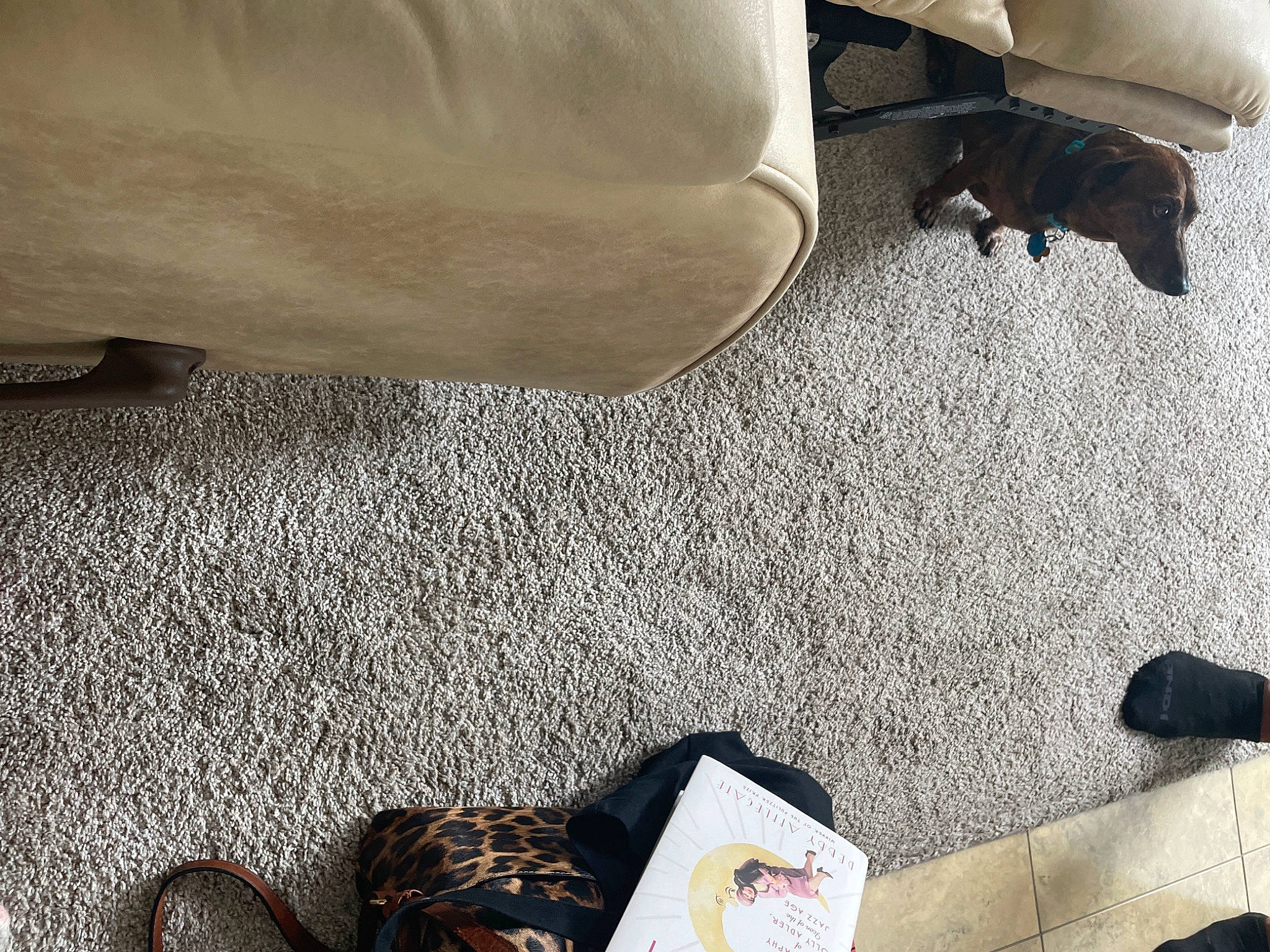 Finn is registered to the contest to win money with this photo: bag, black, boot, comfort, floor, flooring, foot, fur, grey, hardwood, human_leg, mammal, road_surface, room, shadow, shoe, sitting, sneakers, thigh, wood