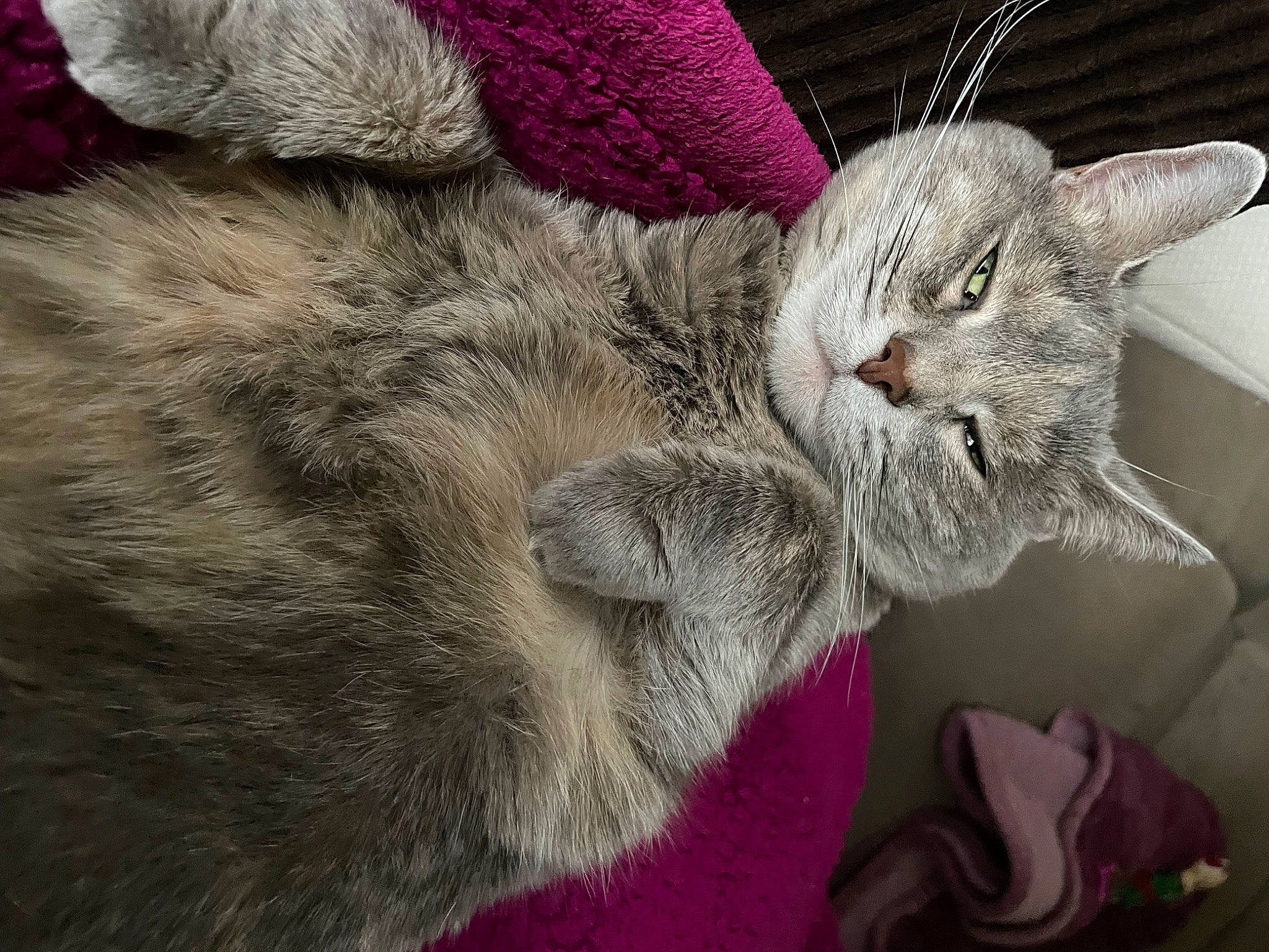 Puddy joined the competition — help win amazing prizes! carnivore, cat, claw, comfort, domestic_short_haired_cat, felidae, fur, gesture, grey, magenta, nap, paw, sleep, small_to_medium_sized_cats, snout, tail, whiskers