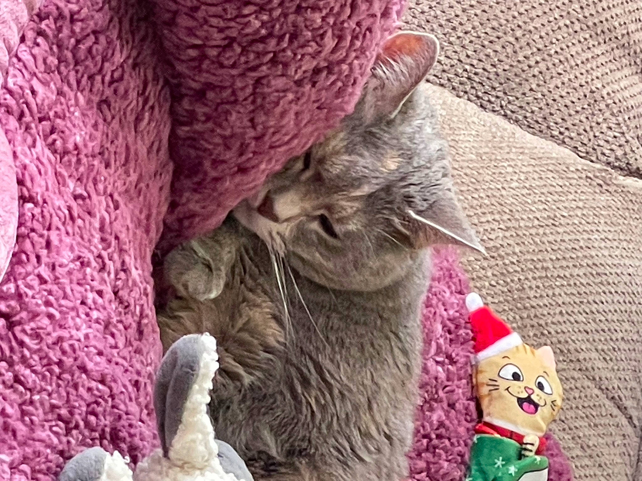 Puddy is registered to the contest to win money with this photo: cat, claw, comfort, doll, domestic_short_haired_cat, fawn, felidae, fur, magenta, pattern, paw, plant, small_to_medium_sized_cats, tail, thread, toy, whiskers, wool, woolen, woven_fabric