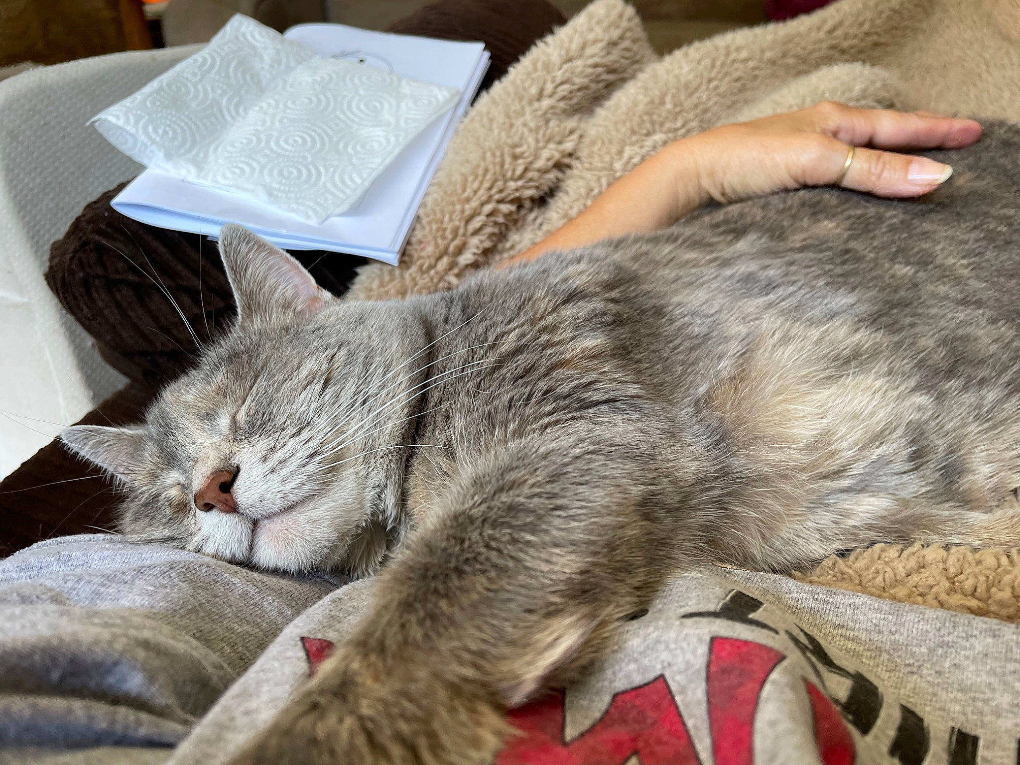 Puddy is registered to the contest to win money with this photo: carnivore, cat, chartreux, claw, comfort, domestic_short_haired_cat, felidae, fur, grey, linens, nap, paw, sleep, small_to_medium_sized_cats, snout, tail, whiskers