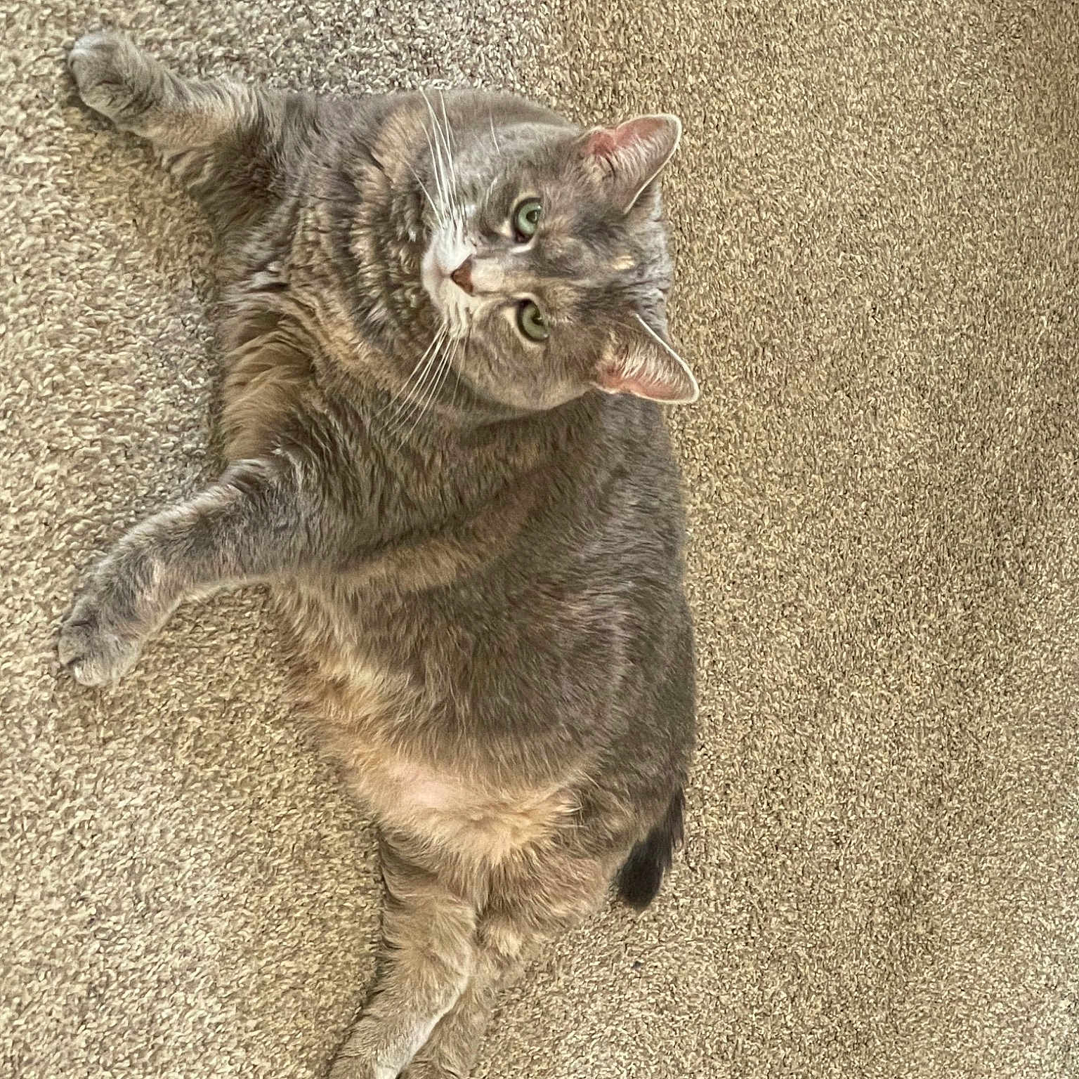 Puddy
