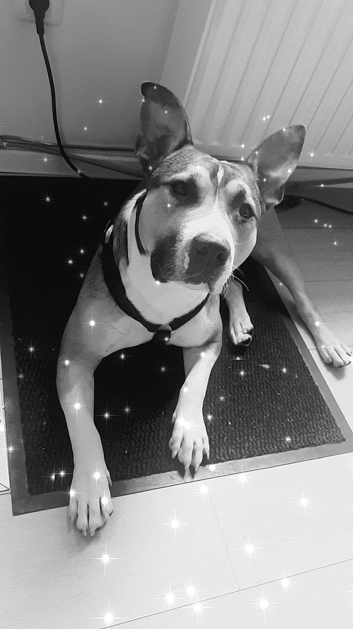 éros a rejoint le concours — aidez-le/la à gagner de superbes lots ! black, black_and_white, canidae, carnivore, companion_dog, dog, dog_breed, ear, eye, fawn, head, hood, monochrome, monochrome_photography, snout, sporting_group, stock_photography, style, whiskers, working_animal