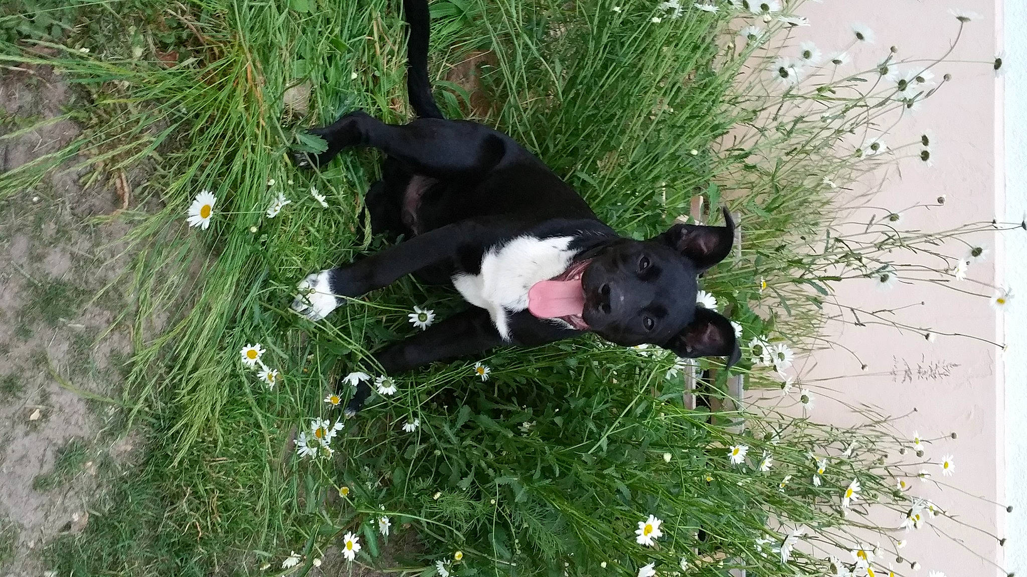 Maestro a rejoint le concours — aidez-le/la à gagner de superbes lots ! annual_plant, carnivore, companion_dog, dog, dog_breed, flower, flowering_plant, grass, grassland, groundcover, herbaceous_plant, pasture, petal, plant, shrub, sporting_group, tail, terrestrial_animal, tree, working_animal